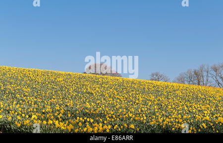 Ein Narzissenfeld, das im Frühling in Cornwall, Großbritannien, kommerziell angebaut wird Stockfoto
