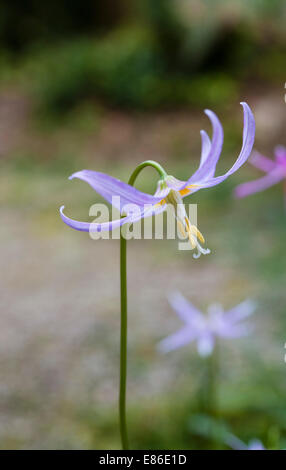 Erythronium (Violett mit Hundezahn oder Tunnellilie) in einem Frühlingsgarten in Cornwall, Großbritannien Stockfoto