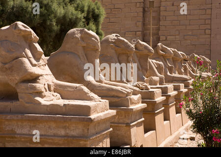 Ägypten, Luxor, Karnak-Tempel, Avenue des Rams am Tempeleingang Stockfoto