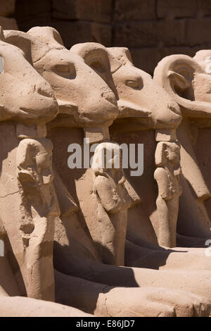 Ägypten, Luxor, Karnak-Tempel, Avenue des Rams am Tempeleingang Stockfoto