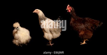 Der Lebenszyklus eines Huhns, isoliert auf schwarz Stockfoto