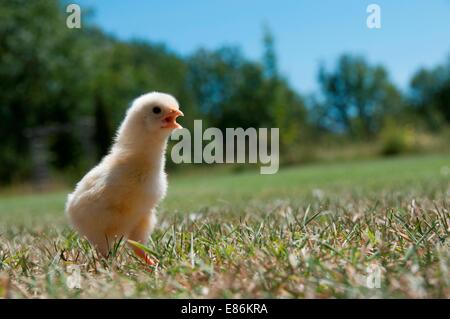 Ein Küken in einem Feld Stockfoto