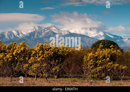 Bäume mit einer Bergkette im Hintergrund Stockfoto