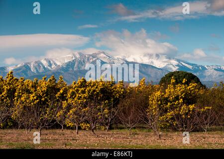 Bäume mit einer Bergkette im Hintergrund Stockfoto