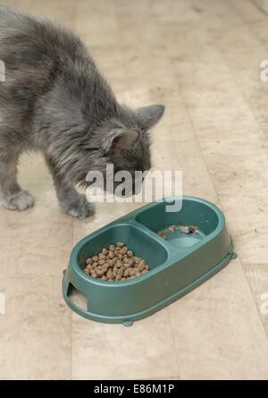 Katzenfutter Essen Stockfoto