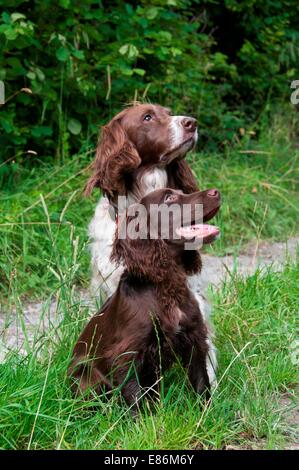 Eine Nahaufnahme eines Hundes, der Blick in die Ferne Stockfoto