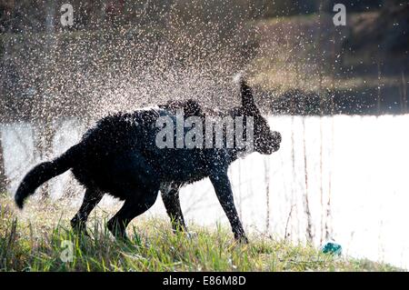 Ein Hund schütteln zu trocknen Stockfoto