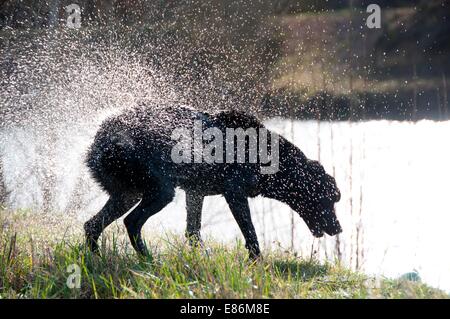 Ein Hund schütteln zu trocknen Stockfoto