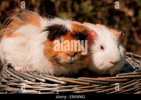 Meerschweinchen in einem Korb Stockfoto