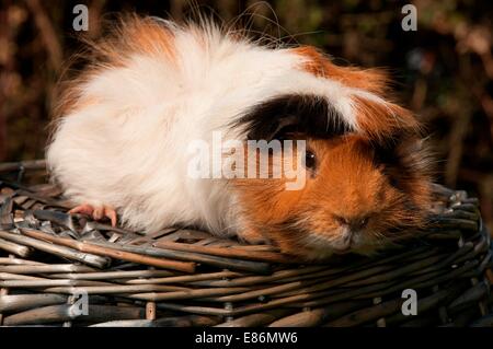 Meerschweinchen in einem Korb Stockfoto