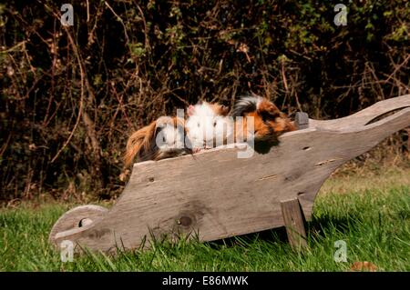 Meerschweinchen in einer Schubkarre Stockfoto