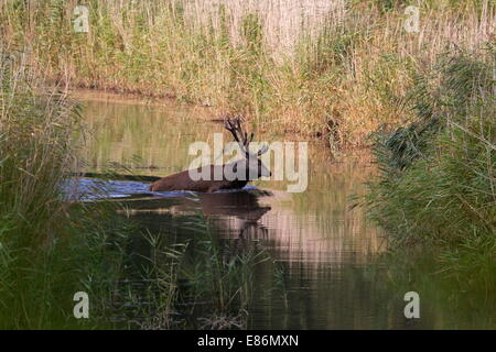 Rothirsch während der Brunftzeit zieht sich durch das Wasser auf die andere Seite, Niederlande Stockfoto