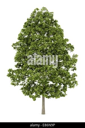 norway maple tree isolated on white background Stockfoto