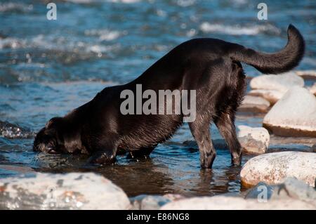 Ein Hund mit Wasserrand spielen Stockfoto