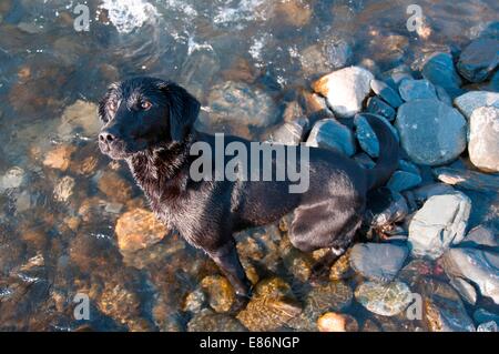 Ein Hund sitzt durch den Gewässerrand Stockfoto