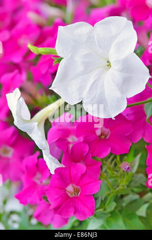 Weiße und rosa Petunie Blüten, Nahaufnahme Stockfoto