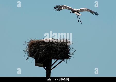 Ciconnia nisten auf einer Hochspannungsleitung Stockfoto