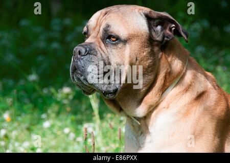 Eine Nahaufnahme eines Mastiff in einem Feld Stockfoto