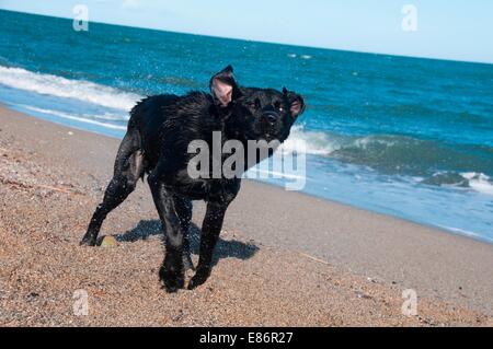 Ein schwarzer Retriever am Strand Stockfoto