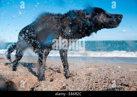 Ein schwarzer Retriever schütteln zu trocken zu bekommen Stockfoto