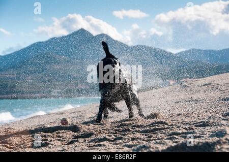 Ein schwarzer Retriever schütteln zu trocken zu bekommen Stockfoto