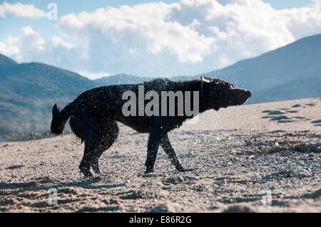 Ein schwarzer Retriever schütteln zu trocken zu bekommen Stockfoto