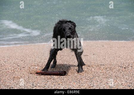 Ein schwarzer Retriever schütteln zu trocken zu bekommen Stockfoto