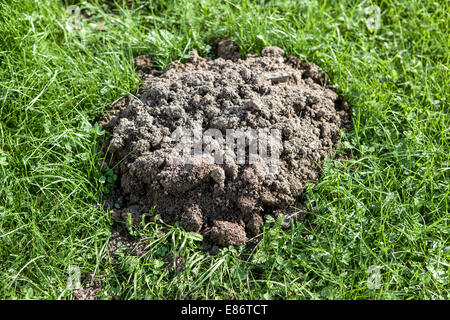 Der frische Molehill Garten Rasen Gras Wiese Stockfoto