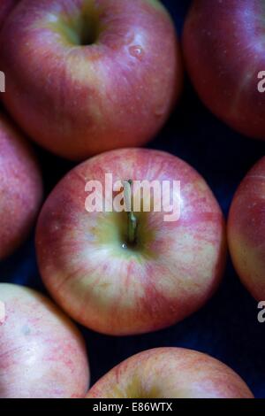 Viele frische rosa violett rot natürliche Bio-Äpfel Reportageaufnahme. frischer Apfel - abstrakter Natur Hintergrund Stockfoto