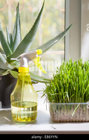 Botanische Hobbys - vertikale Shot - Rasen in Container und gelbe Sprayer auf der Fensterbank Nahaufnahme drinnen Stockfoto