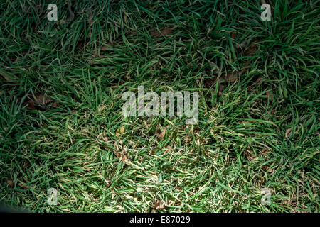 Grass Hintergrund vor Ort Stockfoto