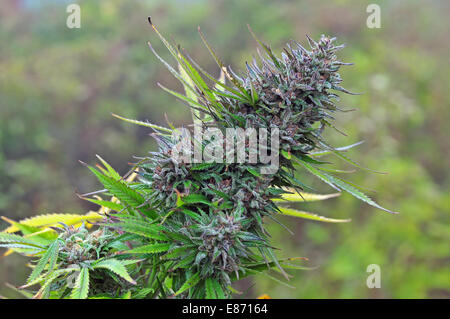 Cannabis-Pflanze Stockfoto