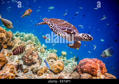 Schildkröte - schwebt Eretmochelys Imbricata unter Wasser. Malediven Indischer Ozean. Stockfoto