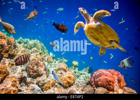 Schildkröte - schwebt Eretmochelys Imbricata unter Wasser. Malediven Indischer Ozean. Stockfoto