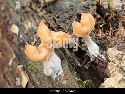 Hooded false Morel Pilz Stockfoto