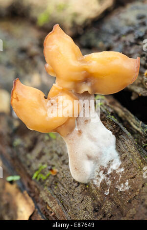 Hooded false Morel Pilz Stockfoto