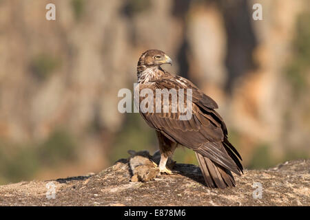 Bonelli Adler - Hieraaetus Fasciatus - weiblich Stockfoto