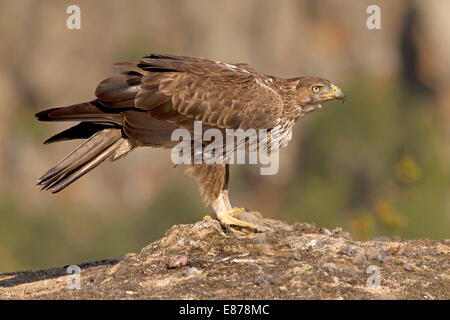 Bonelli Adler - Hieraaetus Fasciatus - weiblich Stockfoto