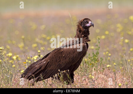 Mönchsgeier - Aegypius monachus Stockfoto