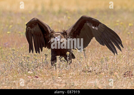 Eurasische schwarz, Aschgrau oder Monk Vulture - Aegypius Monachus - juvenile Stockfoto