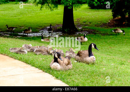 Ein paar Erwachsenen von Kanadagans Branta Canadensis, liegt ihre Gänsel in einem öffentlichen Park in Oklahoma City, Oklahoma, USA. Stockfoto