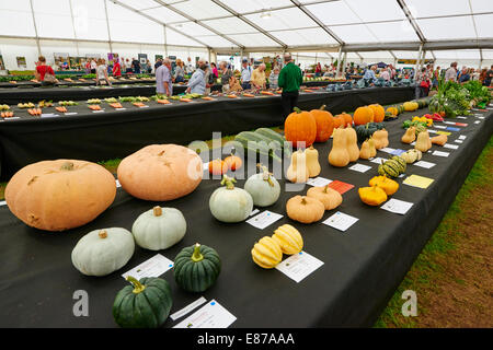 Preis ausgezeichneten Gemüse auf dem Display an Malvern Herbst zeigen Worcestershire Stockfoto