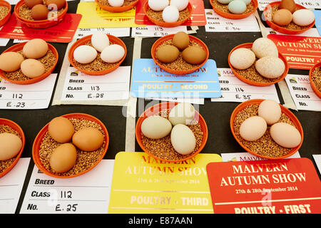 Preis ausgezeichneten Eiern auf dem Display an Malvern Herbst zeigen Worcestershire Stockfoto