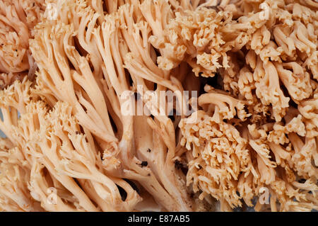 Italien, Coral Pilz, Ramaria Formosa Stockfoto