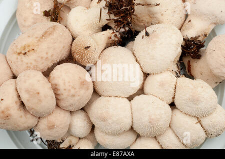 Italien, gemeinsame Puffball Pilze Lycoperdon Perlatum. Stockfoto