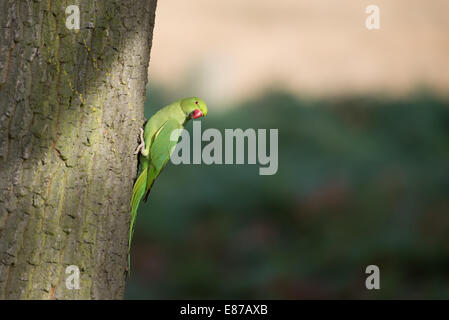 Halsbandsittich auf einem Baumstamm, Richmond Park, London. Stockfoto