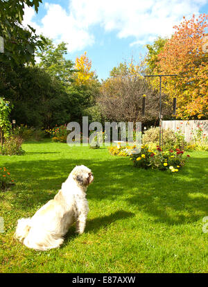 Shih-Tzu-Lhasa-Apso Hund ruht auf Rasen Stockfoto