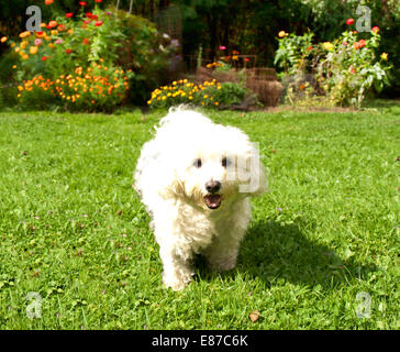 Maltesischen Bichon-Hund auf Wiese Stockfoto