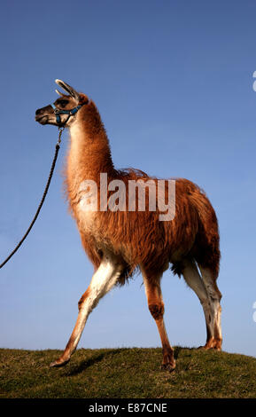 Rot-Lama gegen blauen Himmel an der Leine Stockfoto