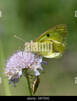 Ein getrübt gelben Schmetterling (Colias Crocea) Nectaring in der Nachmittagssonne auf Witwenblume in die Combe de Caray im Aveyron Stockfoto